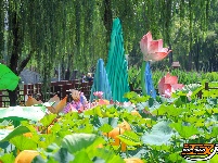 【图集】明月公园荷花竞相绽放 绘就夏日生态画卷