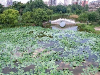 沙市区太师渊公园：碧叶连天解锁夏日限定美景
