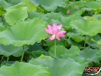 【图集】明月公园荷花竞相绽放 绘就夏日生态画卷