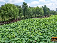 【图集】明月公园荷花竞相绽放 绘就夏日生态画卷