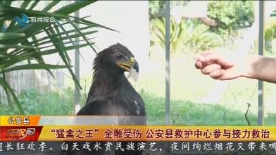 “猛禽之王”金雕受伤 公安县救护中心参与接力救治