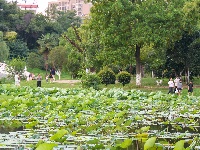 沙市区太师渊公园：碧叶连天解锁夏日限定美景
