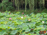 【图集】明月公园荷花竞相绽放 绘就夏日生态画卷