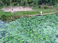 沙市区太师渊公园：碧叶连天解锁夏日限定美景
