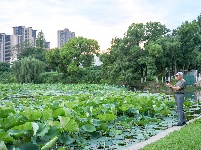 沙市区太师渊公园：碧叶连天解锁夏日限定美景
