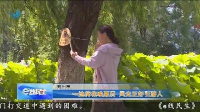 一池荷花映夏日 风光正好引游人