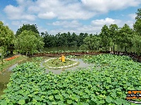【图集】明月公园荷花竞相绽放 绘就夏日生态画卷