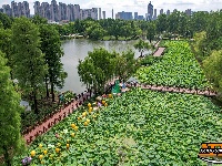 【图集】明月公园荷花竞相绽放 绘就夏日生态画卷