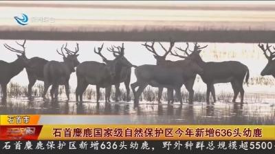 石首麋鹿国家级自然保护区今年新增636头幼鹿