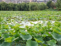 沙市区太师渊公园：碧叶连天解锁夏日限定美景
