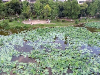沙市区太师渊公园：碧叶连天解锁夏日限定美景
