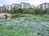 沙市区太师渊公园：碧叶连天解锁夏日限定美景
