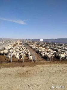 这次，3万只羊真的要来了！