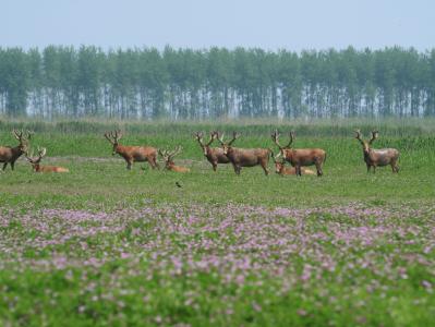 《中国的生物多样性保护》白皮书石首元素耀眼  