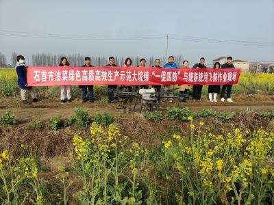 我市启动6万亩油菜“一促四防”与统防统治工作