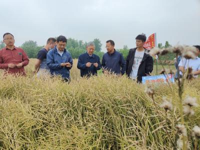 农业专家教授调研我市油菜高质高效生产工作