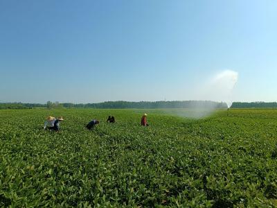 石首：旱地变成水浇地 巧用节水喷淋设施抗旱保生产