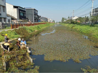 石首市南口镇：清除渠道水葫芦，确保湿地环境岸清水洁