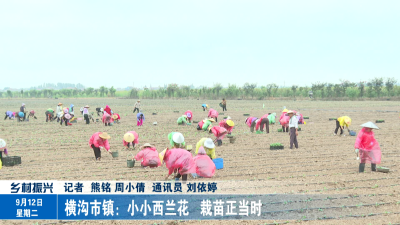 横沟市镇：小小西兰花 栽苗正当时
