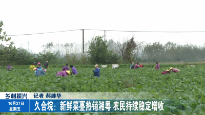 久合垸：新鲜菜薹热销湘粤 农民持续稳定增收