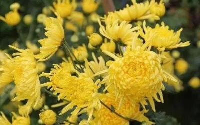 高陵镇：朵朵金丝皇菊 绘就乡村振兴美丽画卷