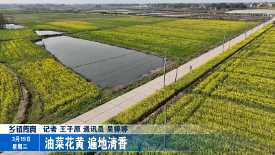 油菜花黄 遍地清香
