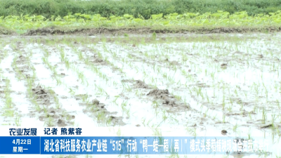 湖北省科技服务农业产业链“515”行动“鸭—蛙—稻（再）”模式头季稻插秧现场会在我市举行