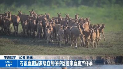 石首麋鹿国家级自然保护区迎来麋鹿产仔季