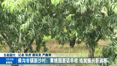 横沟市镇新沙村：黄桃园里话丰收 绘就振兴新画卷