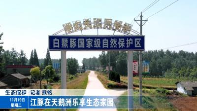 江豚在天鹅洲乐享生态家园