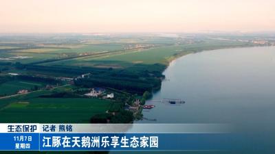 江豚在天鹅洲乐享生态家园 