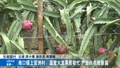 南口镇上官洲村：温室火龙果剪枝忙 产业兴农绘新篇