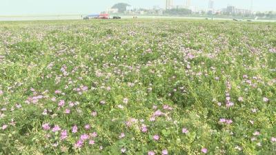 石首市笔架湾春日图景：生态红利释放市民休闲新空间