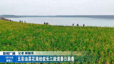 五彩油菜花海绘就长江故道春日画卷