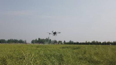 科学防治蚜虫危害 筑牢夏粮夏油丰收防线