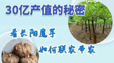 “魔”力全开！10万农户靠这盘“小菜”闯市场