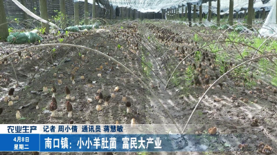 南口镇：小小羊肚菌 富民大产业