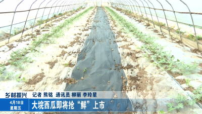 大垸西瓜即将抢“鲜”上市