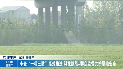 小麦“一喷三防”高效推进 科技赋能+群众监督共护夏粮安全