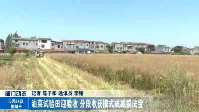 油菜试验田迎验收 分段收获模式成减损法宝