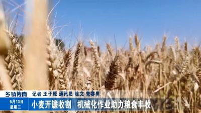 小麦开镰收割   机械化作业助力粮食丰收