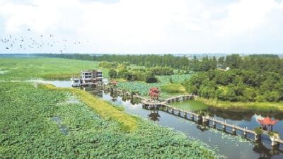 一粒良种“藕”遇“芯”生——汉川莲藕种业创新助推产业跃升
