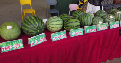 石首：甜蜜产业链助推农业高质量发展