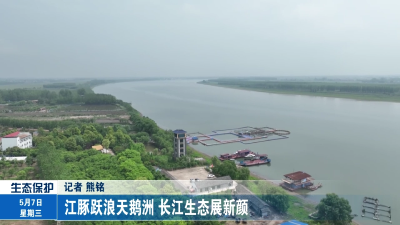 江豚跃浪天鹅洲 长江生态展新颜