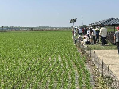 石首市团山寺镇：鸭苗入田 奏响生态农业“新曲”