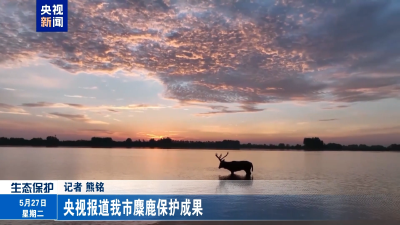 央视报道我市麋鹿保护成果