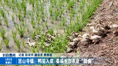团山寺镇：鸭苗入田  奏响生态农业“新曲”