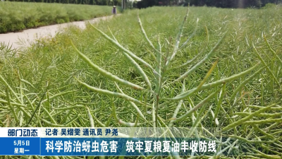 科学防治蚜虫危害   筑牢夏粮夏油丰收防线 