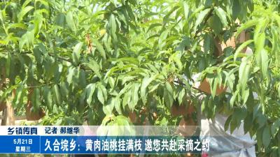 久合垸乡：黄肉油桃挂满枝  邀您共赴采摘之约