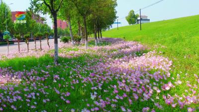 25.4.18石首街头月见草花海摇曳生姿，绿意繁花交织，绘就城市生态宜居新图景。.mp4